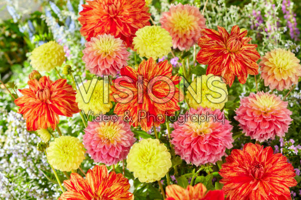 Dahlia kleurrijke mix Dahlia kleurrijke mix