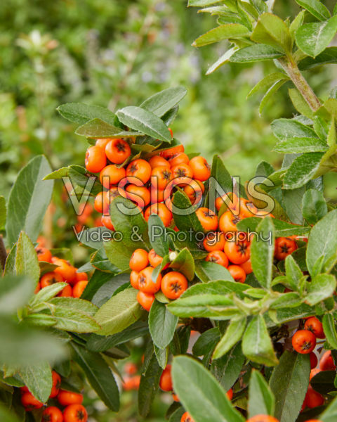 Pyracantha coccinea Orange Star Pyracantha coccinea Orange Star