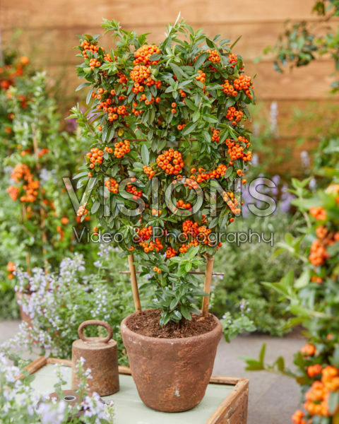 Pyracantha coccinea Orange Star Pyracantha coccinea Orange Star