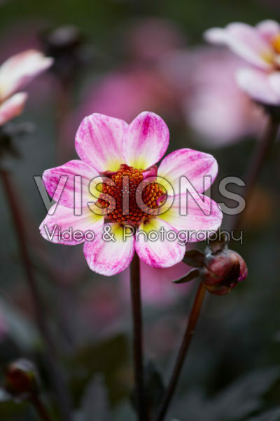 Dahlia American PieĀ® Dahlia American PieĀ®