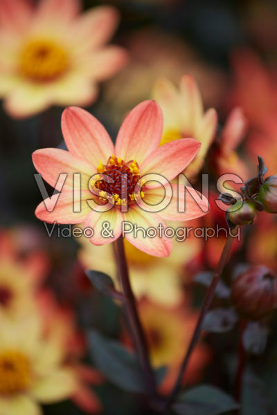 Dahlia Star Wars Dahlia Star Wars