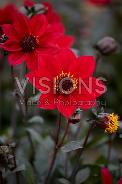 Dahlia Happy Days Cherry Red Dahlia Happy Days Cherry Red