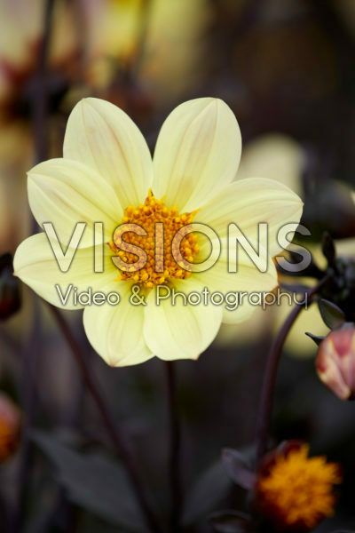 Dahlia Happy Days Lemon®