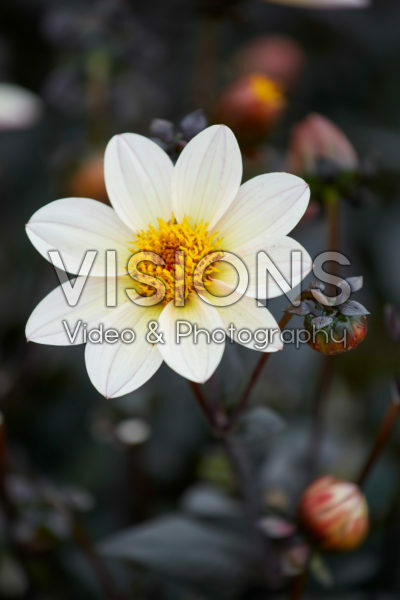 Dahlia Happy Days Cream White Dahlia Happy Days Cream White