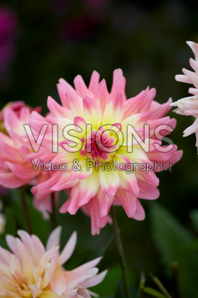 Dahlia Melody Harmony® Dahlia Melody Harmony®