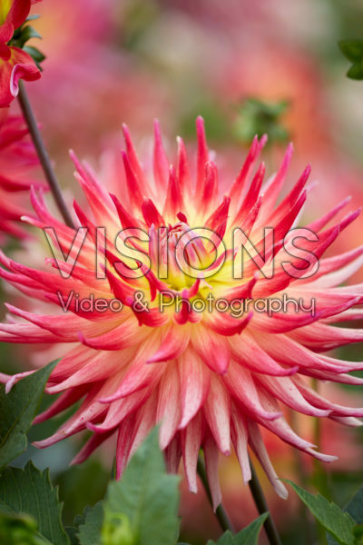 Dahlia Electric Flash Dahlia Electric Flash