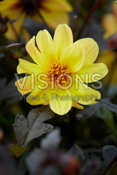 Dahlia Dahlightful Tupelo Honey Dahlia Dahlightful Tupelo Honey