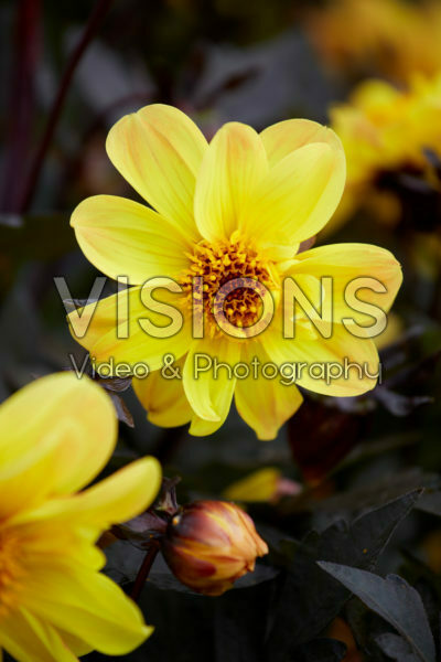 Dahlia Dahlightful Tupelo Honey Dahlia Dahlightful Tupelo Honey