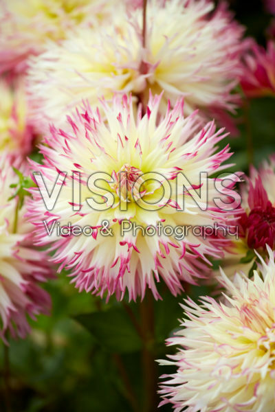 Dahlia Caproz Josephine Dahlia Caproz Josephine