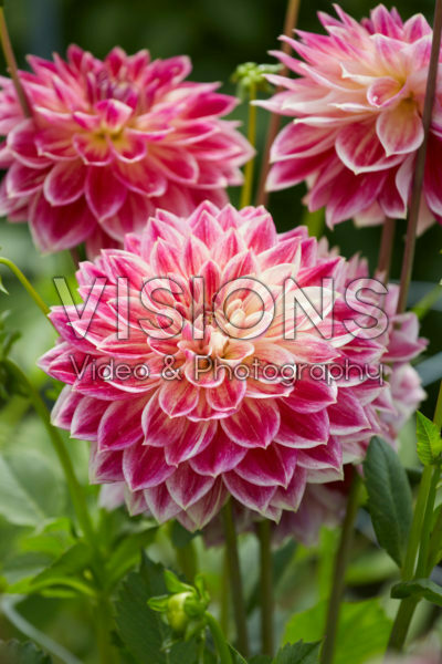 Dahlia Temple of Beauty Dahlia Temple of Beauty