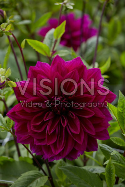Dahlia Thomas A. Edison Dahlia Thomas A. Edison