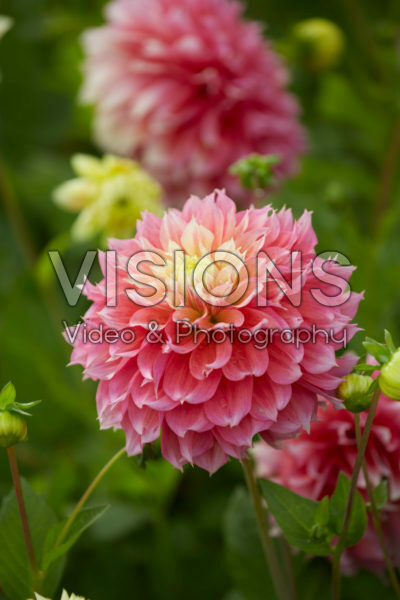 Dahlia Kogane Fubuki Dahlia Kogane Fubuki