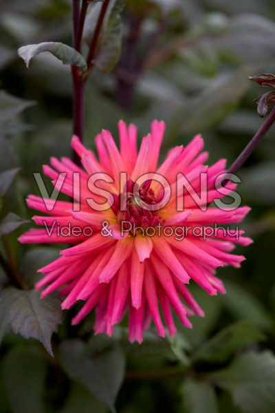 Dahlia City of Leiden Dahlia City of Leiden