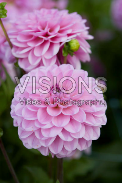 Dahlia Pink Pop Dahlia Pink Pop