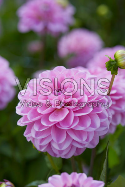 Dahlia Pink Pop