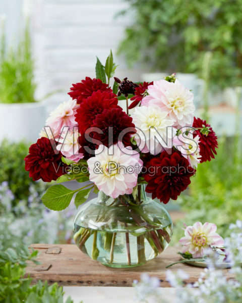Dahlia boeket; Arabian Night, Orion Dahlia boeket; Arabian Night, Orion