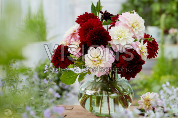Dahlia bouquet; Arabian Night, Orion Dahlia bouquet; Arabian Night, Orion
