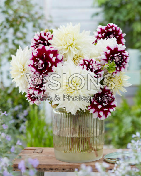 Dahlia bouquet; White Perfection, Mystery Day Dahlia bouquet; White Perfection, Mystery Day