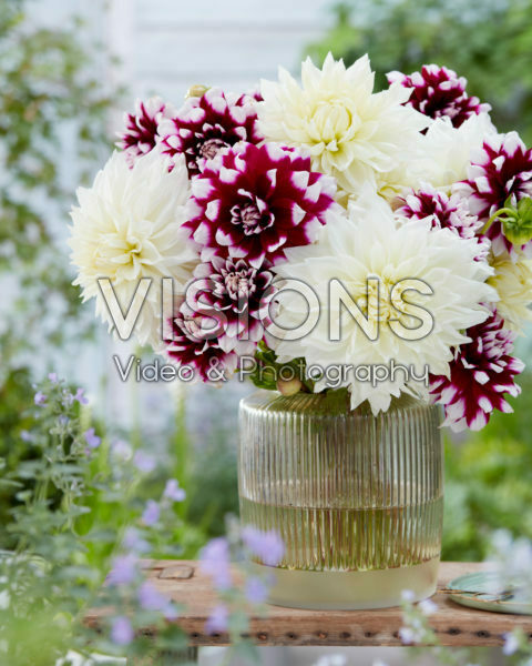 Dahlia bouquet; White Perfection, Mystery Day Dahlia bouquet; White Perfection, Mystery Day