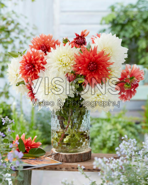 Dahlia boeket; White Perfection, Color Spectacle Dahlia boeket; White Perfection, Color Spectacle