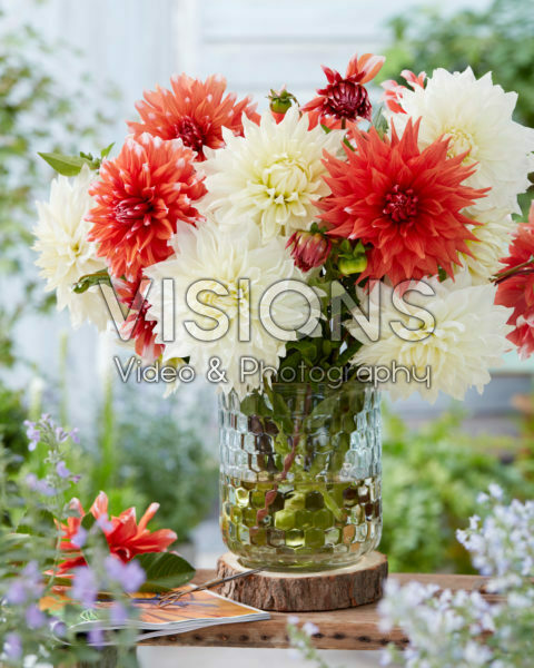 Dahlia bouquet; White Perfection, Color Spectacle Dahlia bouquet; White Perfection, Color Spectacle