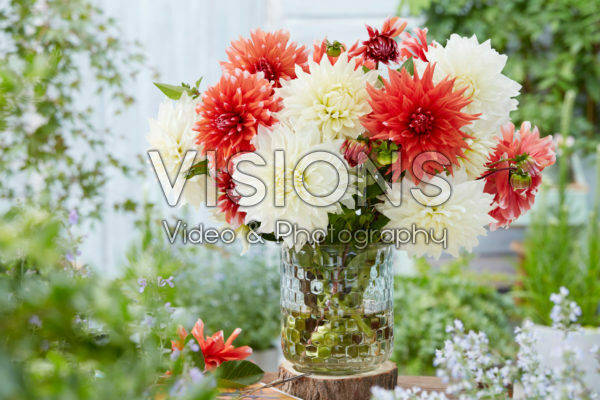 Dahlia boeket; White Perfection, Color Spectacle Dahlia boeket; White Perfection, Color Spectacle