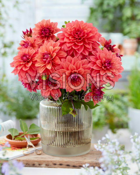 Dahlia American Dawn Dahlia American Dawn