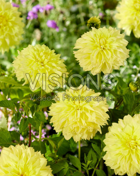Dahlia geel Dahlia geel