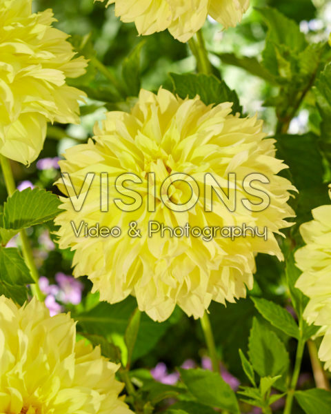 Dahlia yellow Dahlia yellow