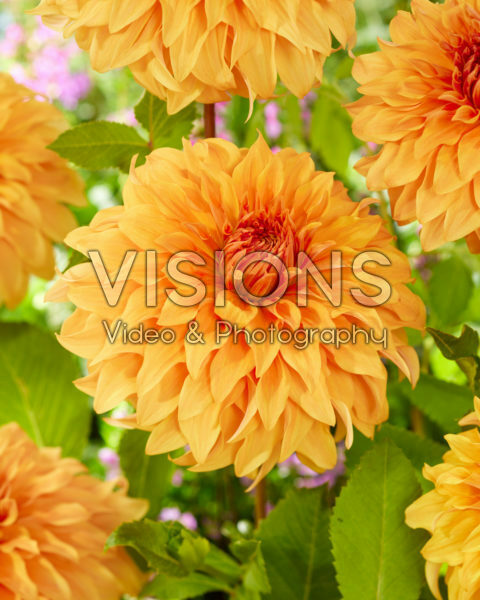 Dahlia Great Hercules Dahlia Great Hercules