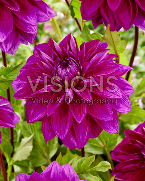 Dahlia Thomas A. Edison Dahlia Thomas A. Edison