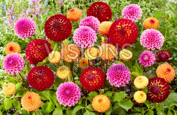 Dahlia kleurrijke mix Dahlia kleurrijke mix