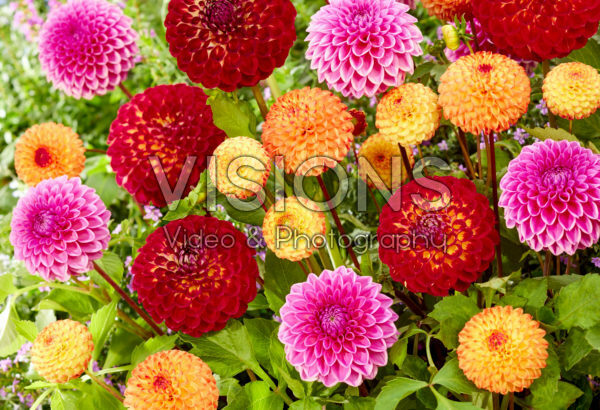 Dahlia kleurrijke mix Dahlia kleurrijke mix