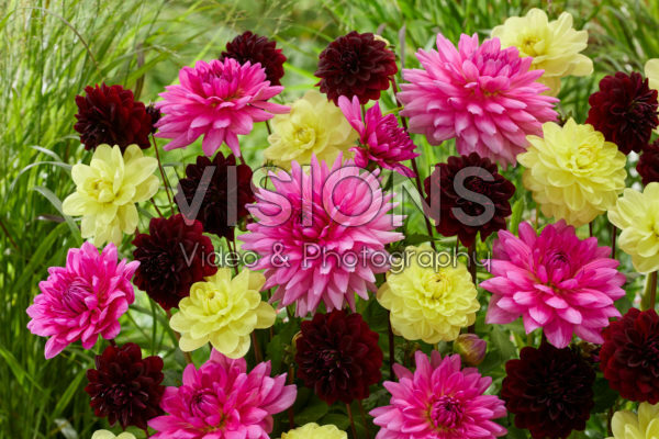 Dahlia Decorative Mix