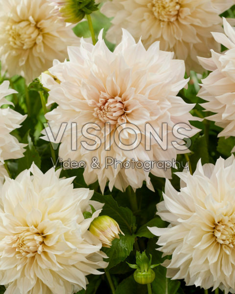 Dahlia Cafe au Lait Dahlia Cafe au Lait
