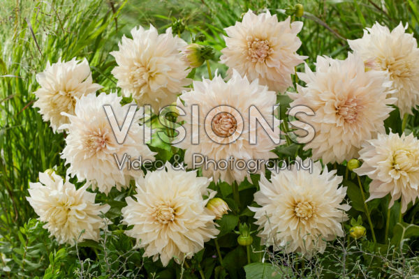 Dahlia Cafe au Lait Dahlia Cafe au Lait