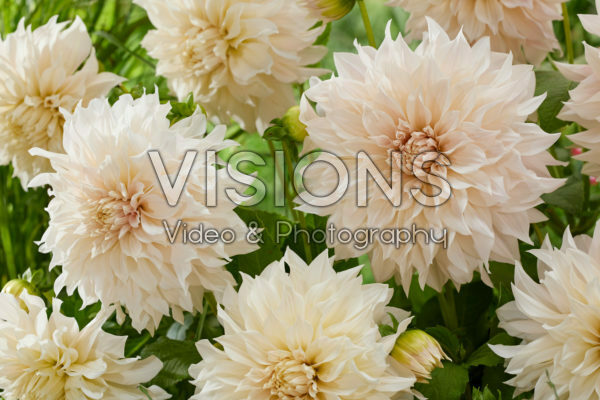 Dahlia Cafe au Lait Dahlia Cafe au Lait