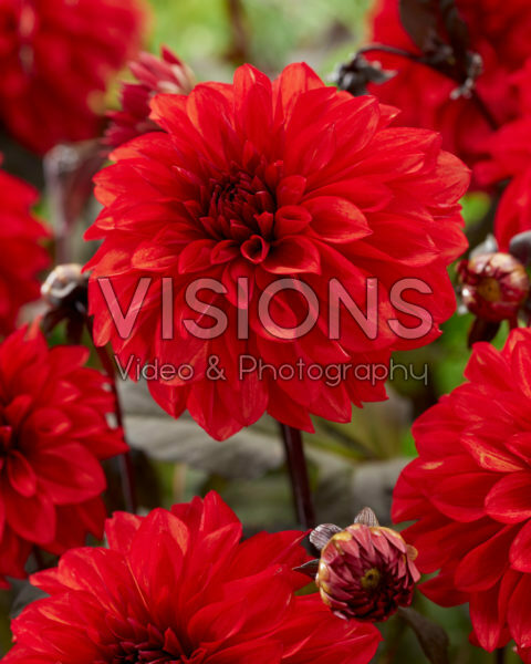 Dahlia Cool Flame Dahlia Cool Flame