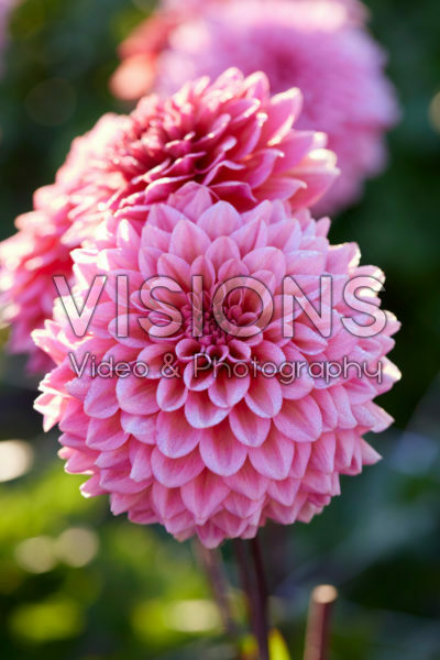 Dahlia Salmon Runner Dahlia Salmon Runner