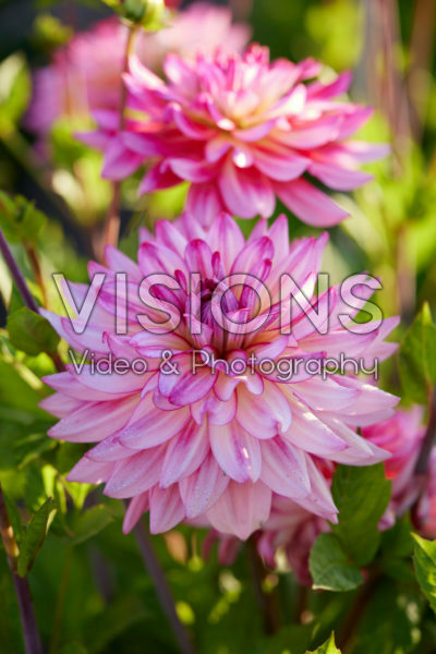 Dahlia Pinkie Swear Dahlia Pinkie Swear