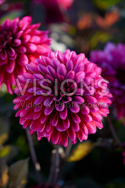 Dahlia paarse vlam Dahlia paarse vlam