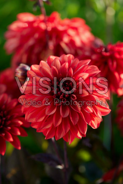 Dahlia Cool Flame Dahlia Cool Flame