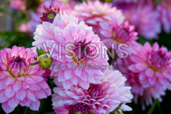 Dahlia Gallery BelliniĀ® Dahlia Gallery BelliniĀ®