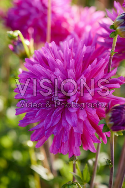 Dahlia Dark Diamond Dahlia Dark Diamond
