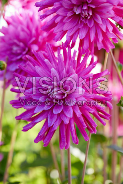 Dahlia donkere diamant Dahlia donkere diamant