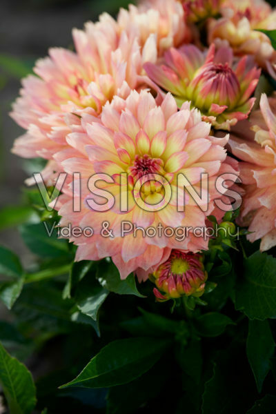 Dahlia Gallery Pablo® Dahlia Gallery Pablo®