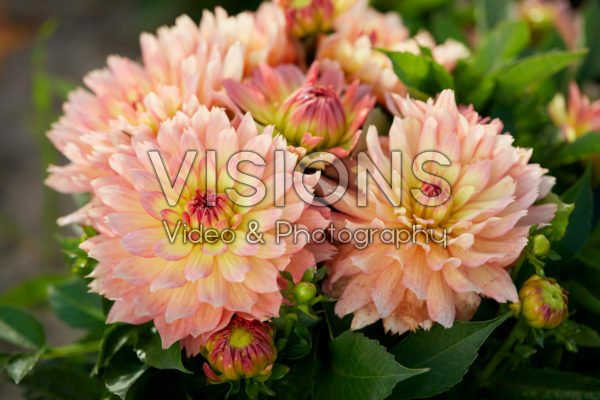 Dahlia Gallery Pablo®