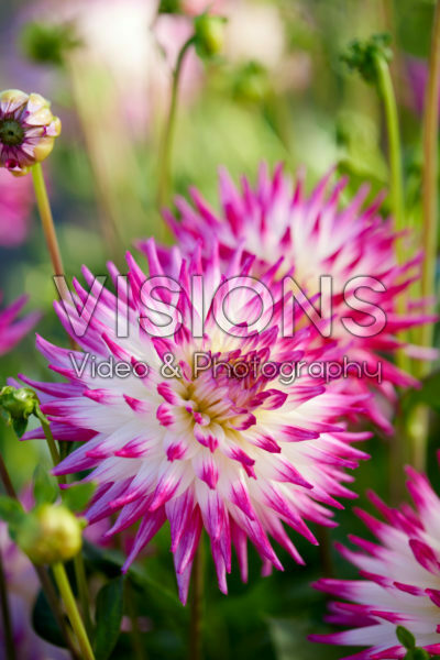 Dahlia Dutch Explosion Dahlia Dutch Explosion