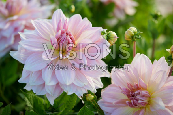 Dahlia Fairway Pilot