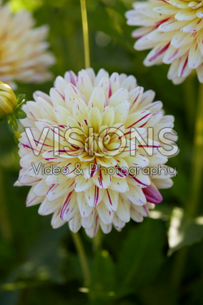 Dahlia Creme Stilte Dahlia Creme Stilte